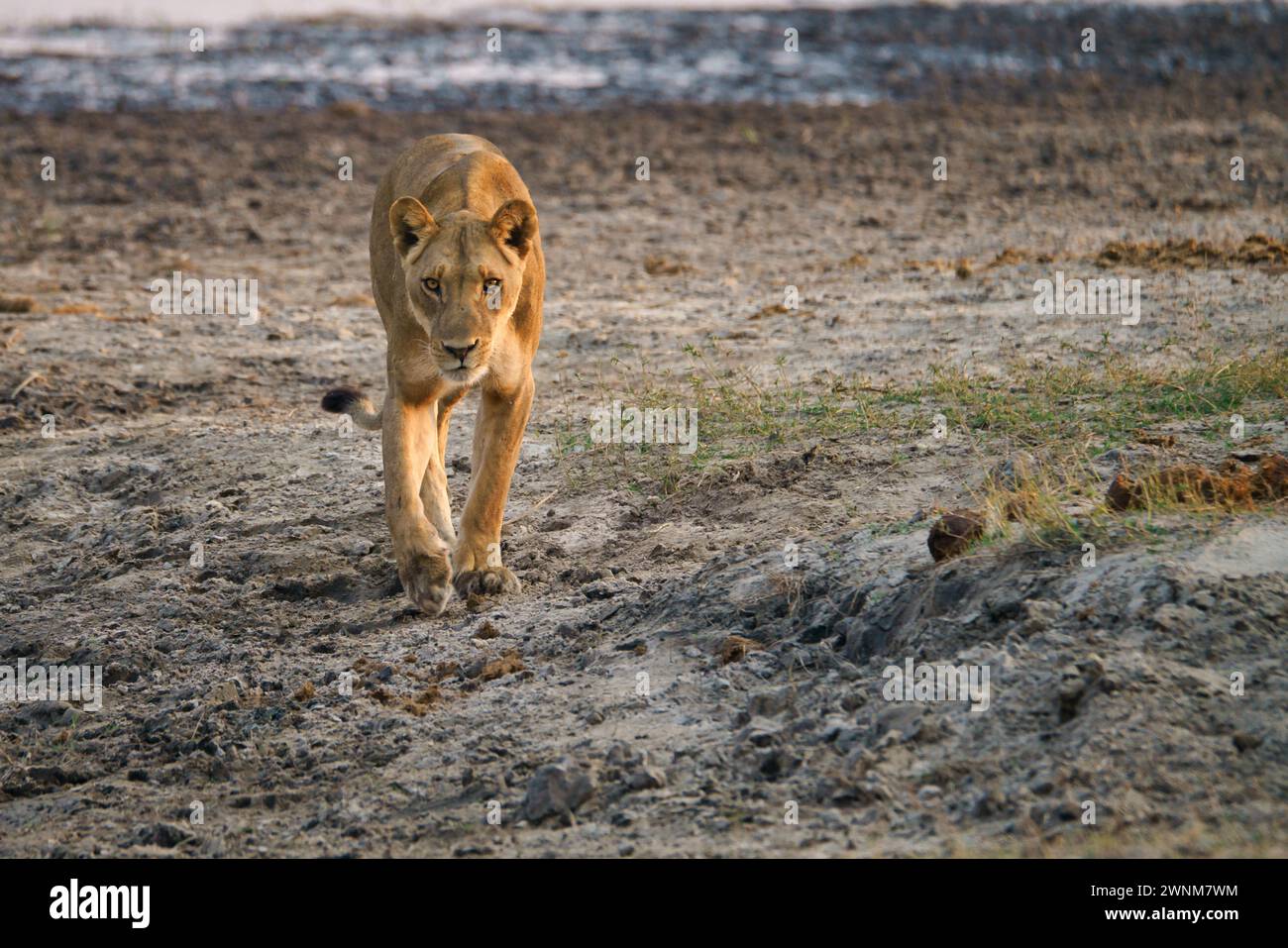 Afrikanischer Löwe, der auf die Kamera zugeht, mit fokussiertem Blick auf ihr Gesicht Stockfoto