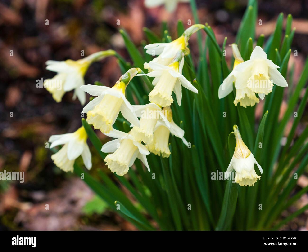 Blasscremefarbene und weiße Blüten der Frühfrühlingsblüte der Cyclamineus-Gruppe Narzissen, Narzissen 'Jenny', Stockfoto