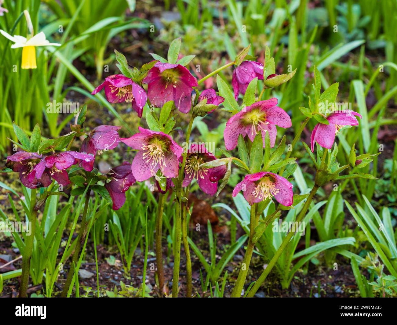 Rosafarbene Blüten der harten, ausdauernden Fastenrose, Helleborus x orientalis, blüht im Spätwinter Stockfoto
