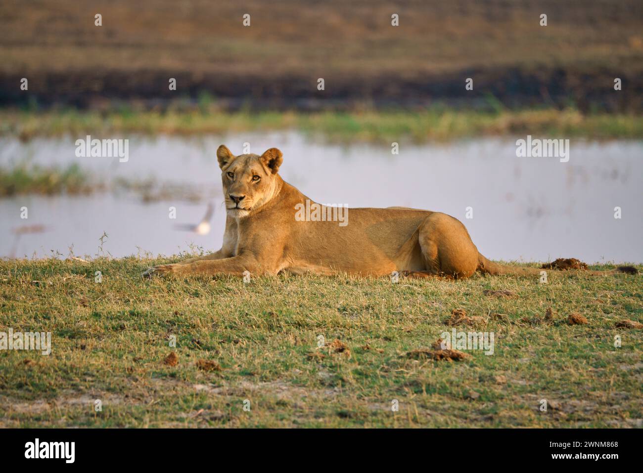 Weiblicher afrikanischer Löwe neben einem Wasserloch Stockfoto