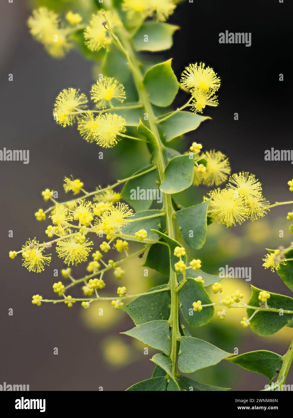 Powderpuff gelbe Blüten der Australian Ovens wattle, Acacia pravissima, ein halbharter immergrüner Sträucher mit silbrigen Phylloden Stockfoto