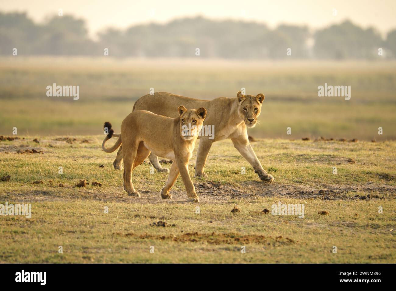 Zwei weibliche afrikanische Löwen, die über die offene Savanne laufen Stockfoto