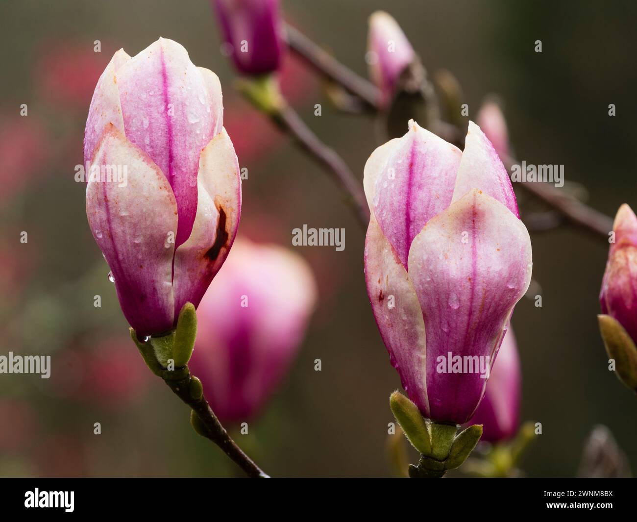 Große rosa und weiße Blüten des im Frühjahr blühenden, harten kleinen Baumes, Magnolie „Kim Kunso“ Stockfoto