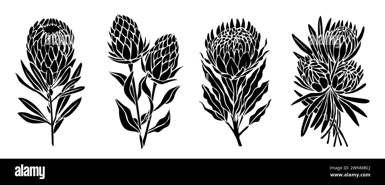 Set von botanischen Silhouetten von Protea-Blüten. Stock Vektor