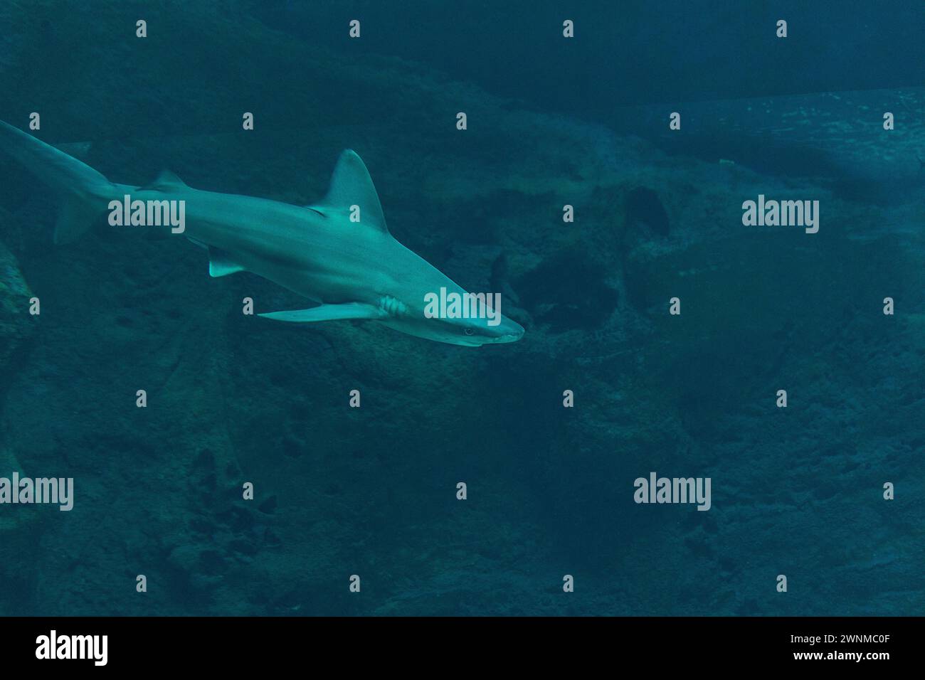 Silberspitzenhai schwimmen im Tiefseeaquarium. Stockfoto