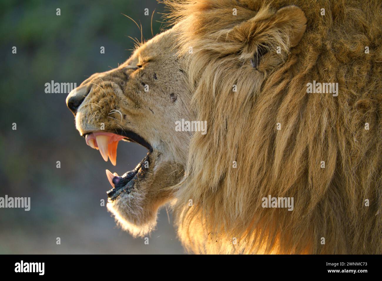 Brüllender männlicher Löwe aus der Nähe von Kopf und Zähnen Stockfoto