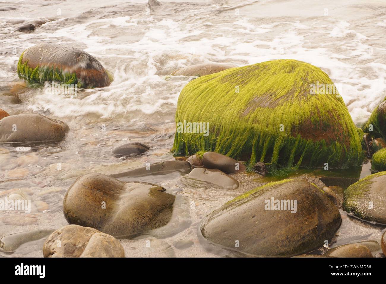 Ein Felsen an einem Strand, der mit Ulva intestinalis bedeckt ist, einem hellgrasgrünen Algen, auch bekannt als Enteromorpha intestinalis, eine Alge. Stockfoto