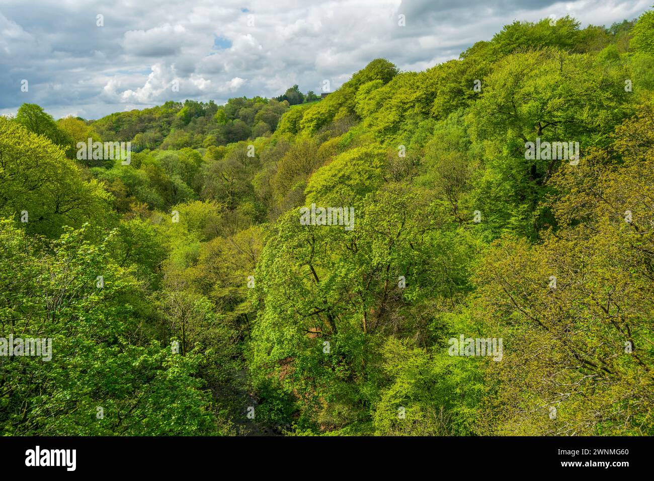 Healey Dell Nature Reserve Stockfoto