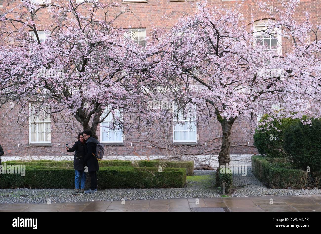 Ein Paar macht Selfie unter blühenden Kirschbäumen im Frühjahr, Cambridge, Großbritannien Stockfoto