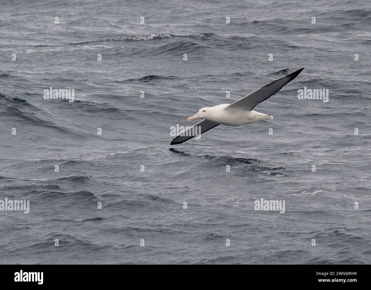 Albatross Southern Royal (Diomedea epomophora) fliegt in der Drake Passage im südlichen Ozean, Januar 2024 Stockfoto