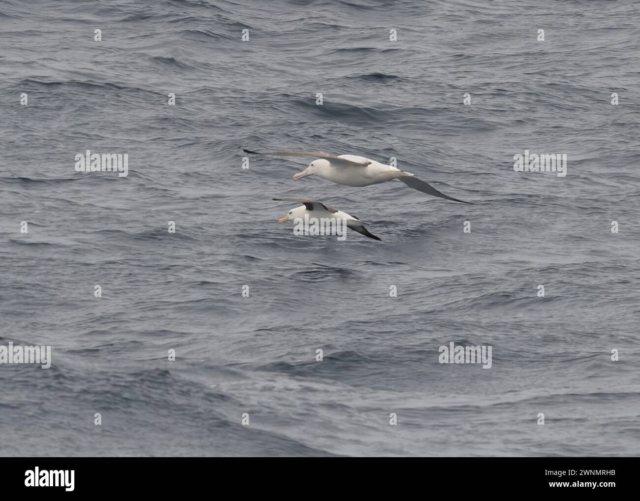 Albatross Southern Royal (Diomedea epomophora) und Albatross Black-Brauwed (Thalassarche melanophris) fliegen in der Drake Passage im südlichen Ozean, Janu Stockfoto