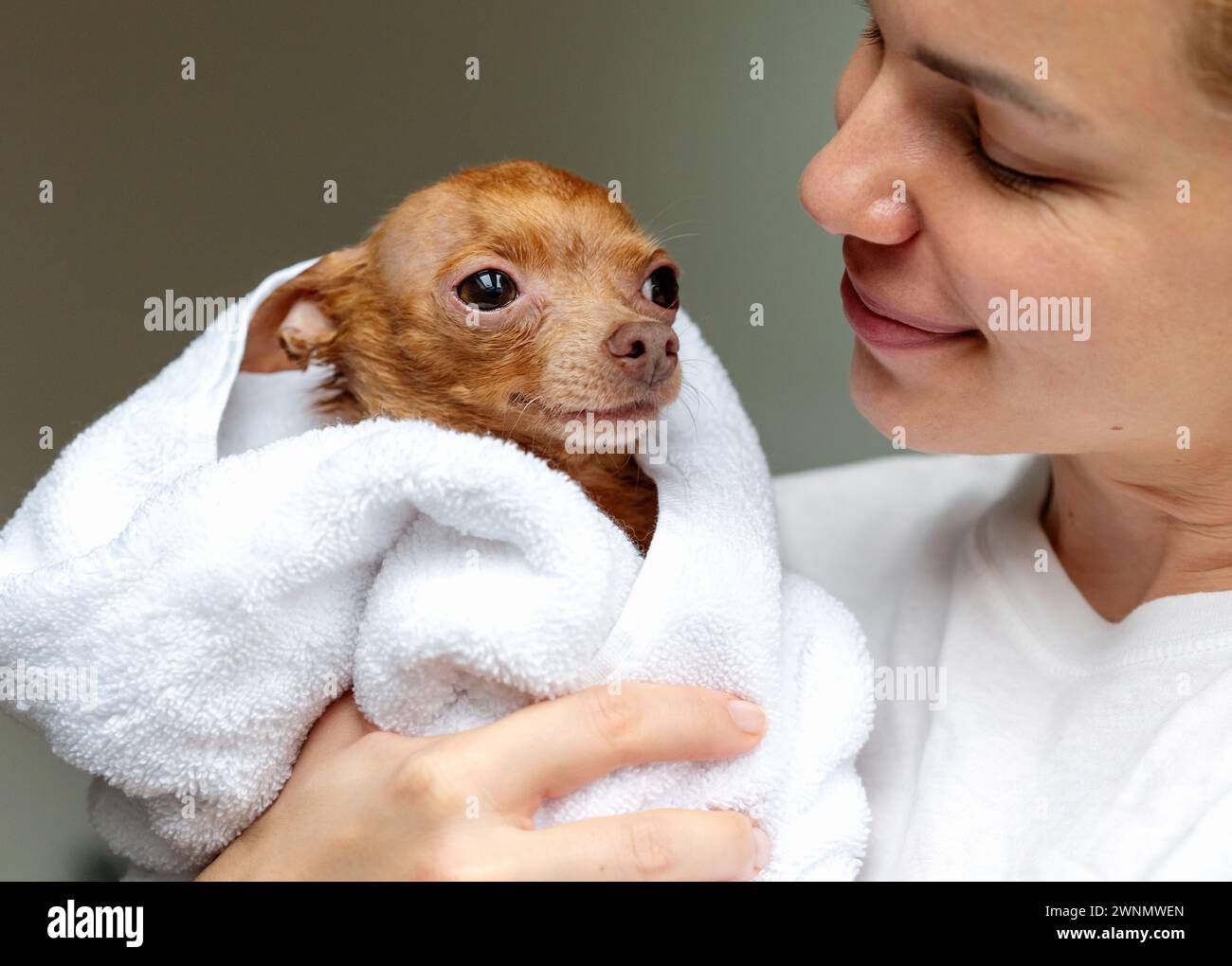 Die Frau umarmt ihren niedlichen Lapdog im weißen Bademantel. Liebe und Pflege für das Haustier. Stockfoto