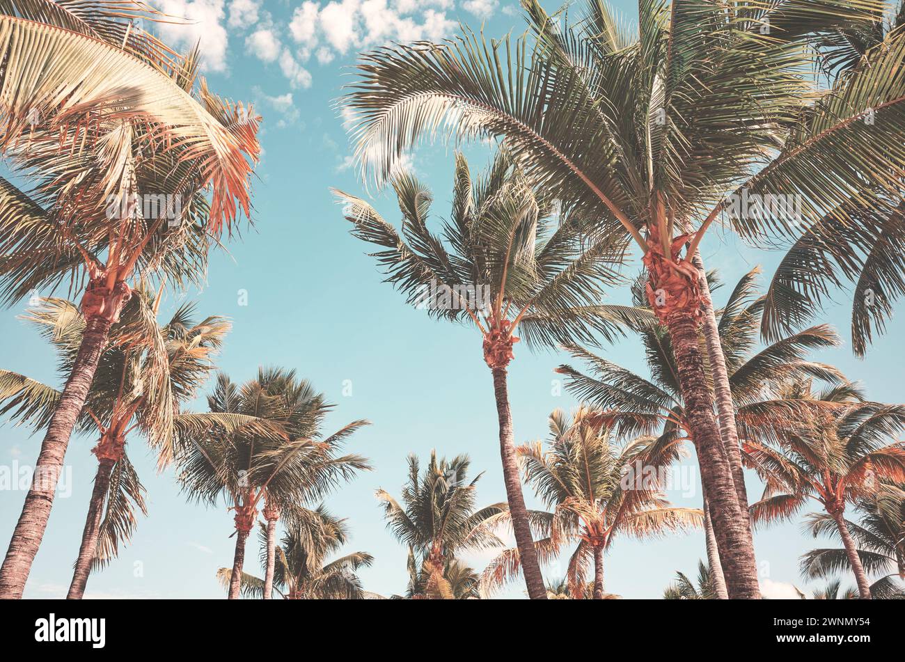 Retro-Foto von Kokospalmen am Himmel, Hintergrund der Sommerferien. Stockfoto