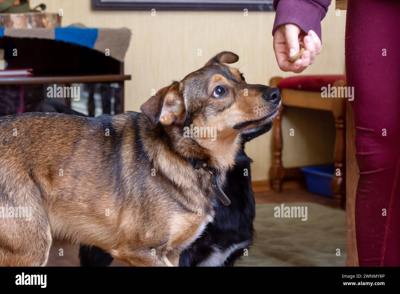 Brauner Hund mit schlaffen Ohren nähert sich dem Porträt Stockfoto