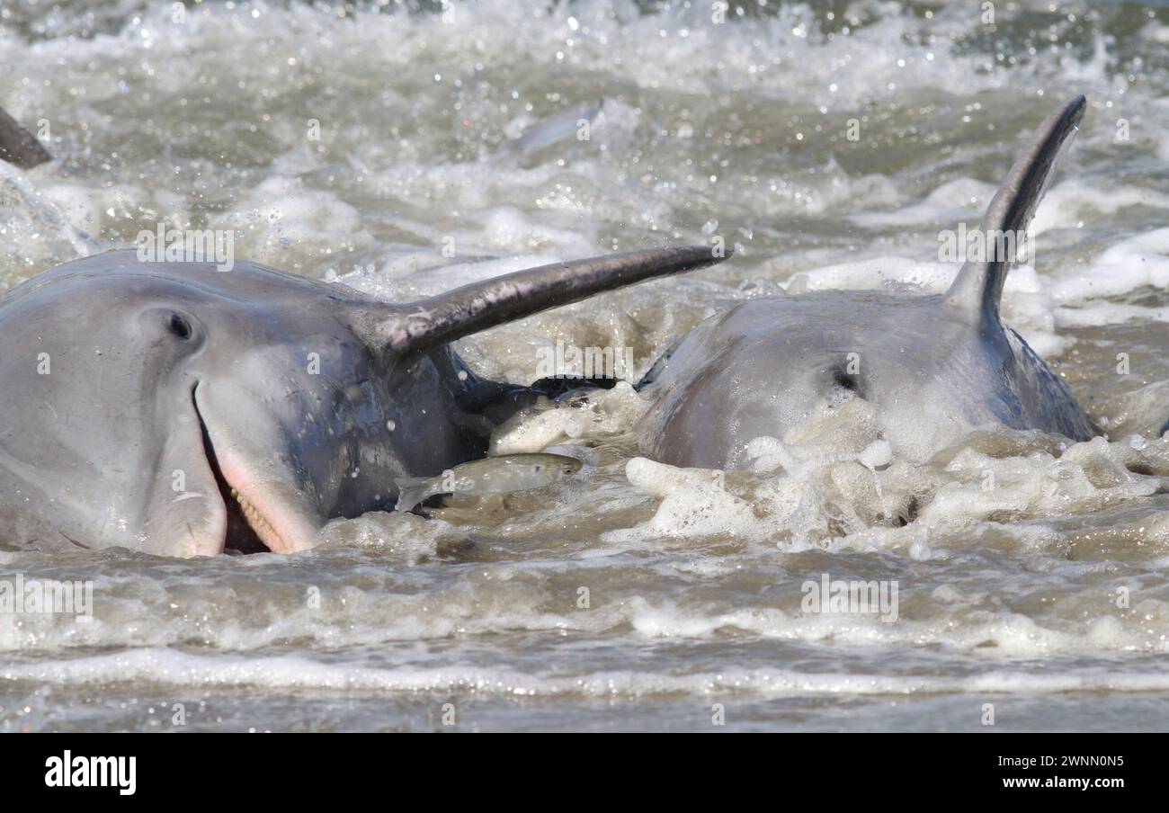 Große Tümmler treiben Fische an den Strand und legen sich dann selbst an den Strand, um sich von der gestrandeten Beute in einem Verhalten zu ernähren, das als Strangfütterung bekannt ist. Stockfoto