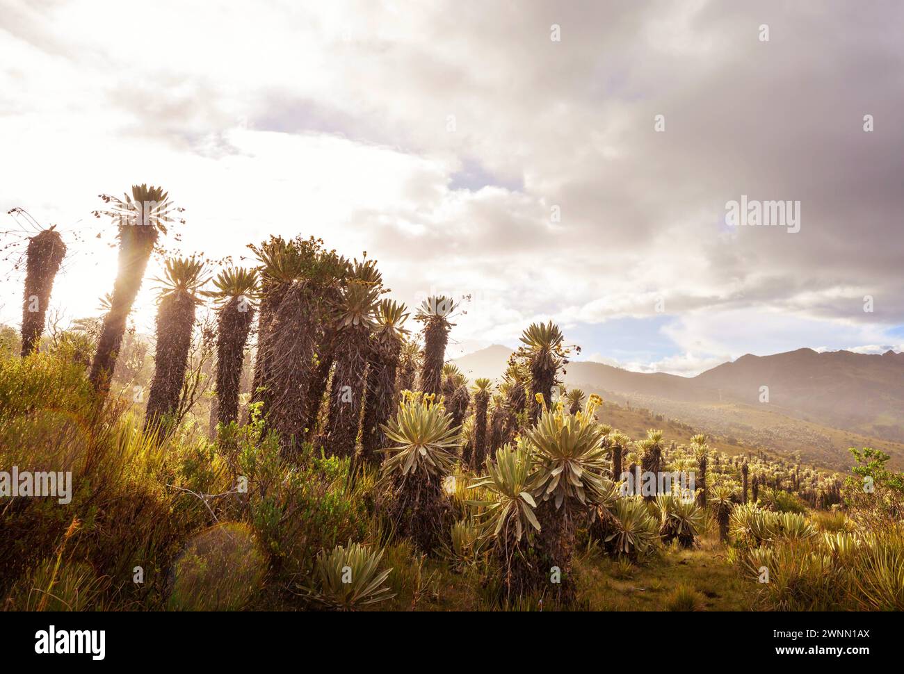 Forest of Frailejones oder Espeletia, eine wunderschöne Pflanze in den kolumbianischen Bergen, Südamerika Stockfoto