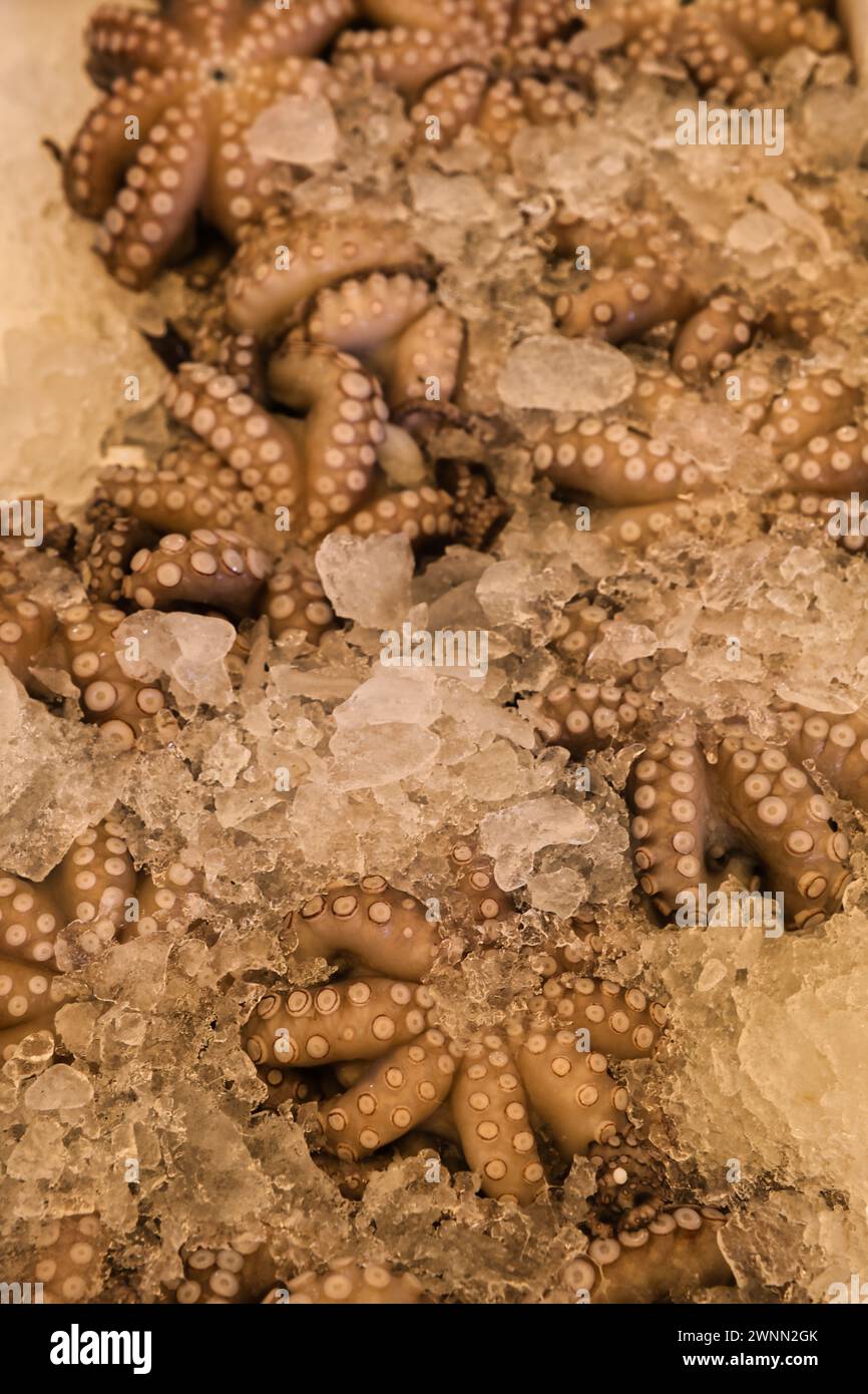 Oktopus auf dem Fischmarkt in Bari Stockfoto