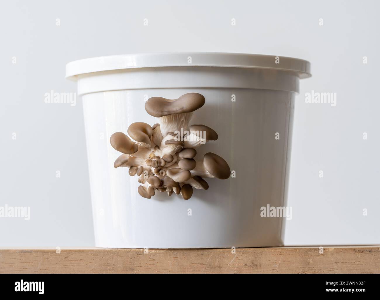Zucht von Austernpilzen zu Hause mit Kaffeesatz und Plastiktopf Stockfoto