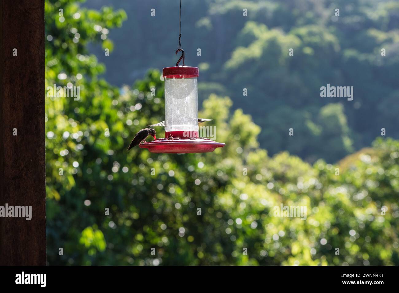 Kolibri (Amazilia tzacatl) in Minca, Kolumbien auf Kolibri-Futtermitteln Stockfoto