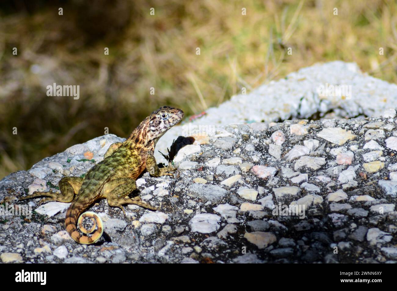 Eidechse mit lockigen Schwänzen streckte sich im Sonnenschein auf den Kieselsteinen mit unscharfem Hintergrund aus. Regel der Drittel. Stockfoto