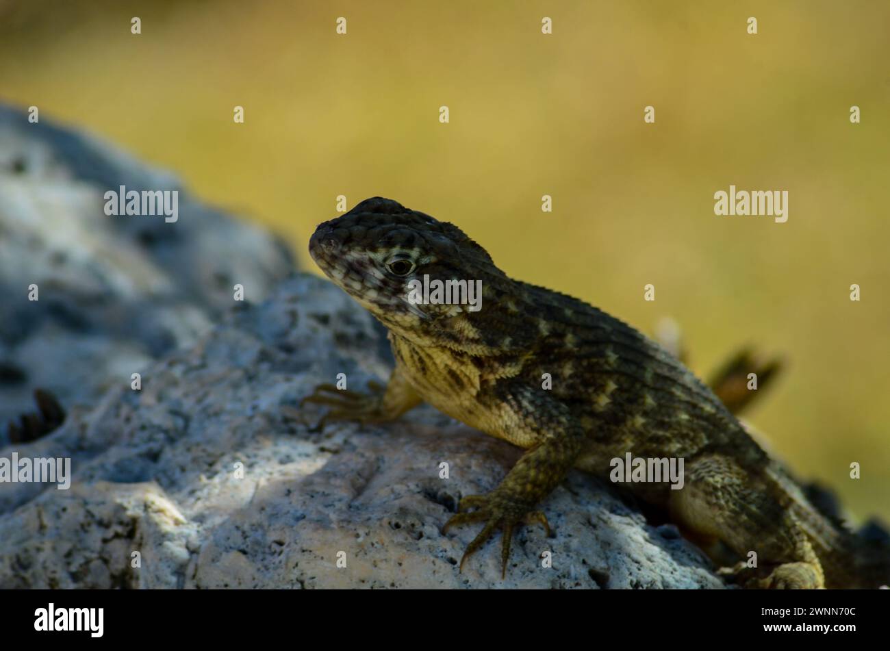 Lockige Eidechse mit langen Krallen auf einem Lavastein mit verschwommenem gelbem Hintergrund. Stockfoto