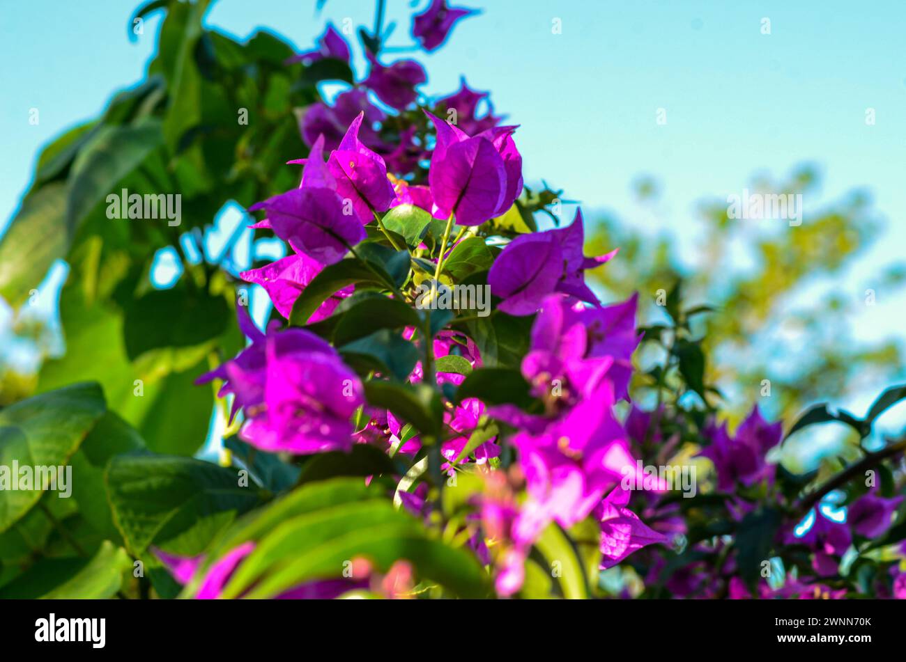 Eine ausgestreckte Blumenrebe mit violetten Stöckeln und hellgrünen Blättern, verschwommenem Bokeh-Hintergrund. Stockfoto