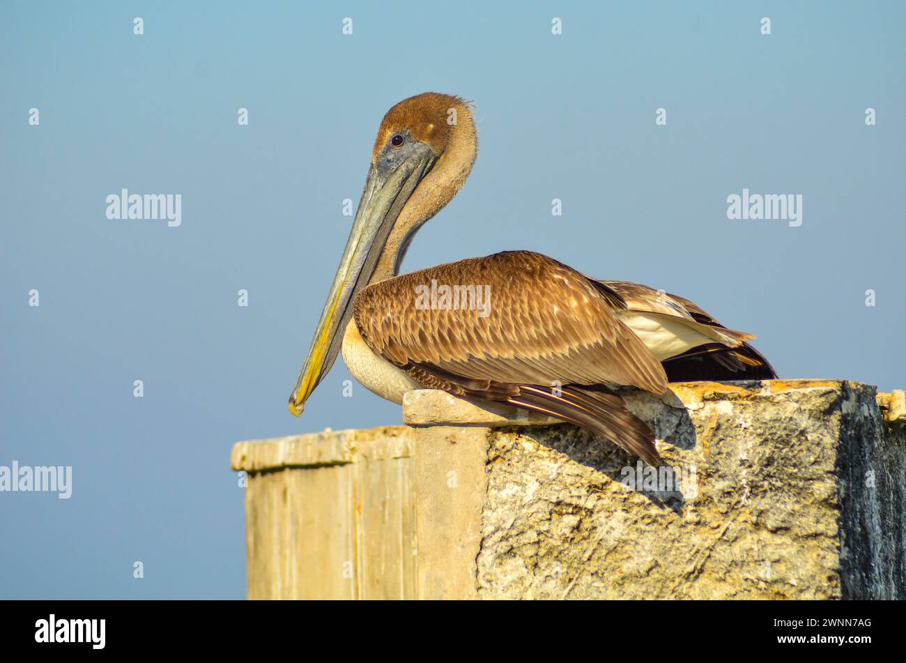 Nicht-züchtige junge braune Pelikan ruht an einem heißen sonnigen Tag auf der Spitze des Wellenbrechers. Seitenansicht. Stockfoto