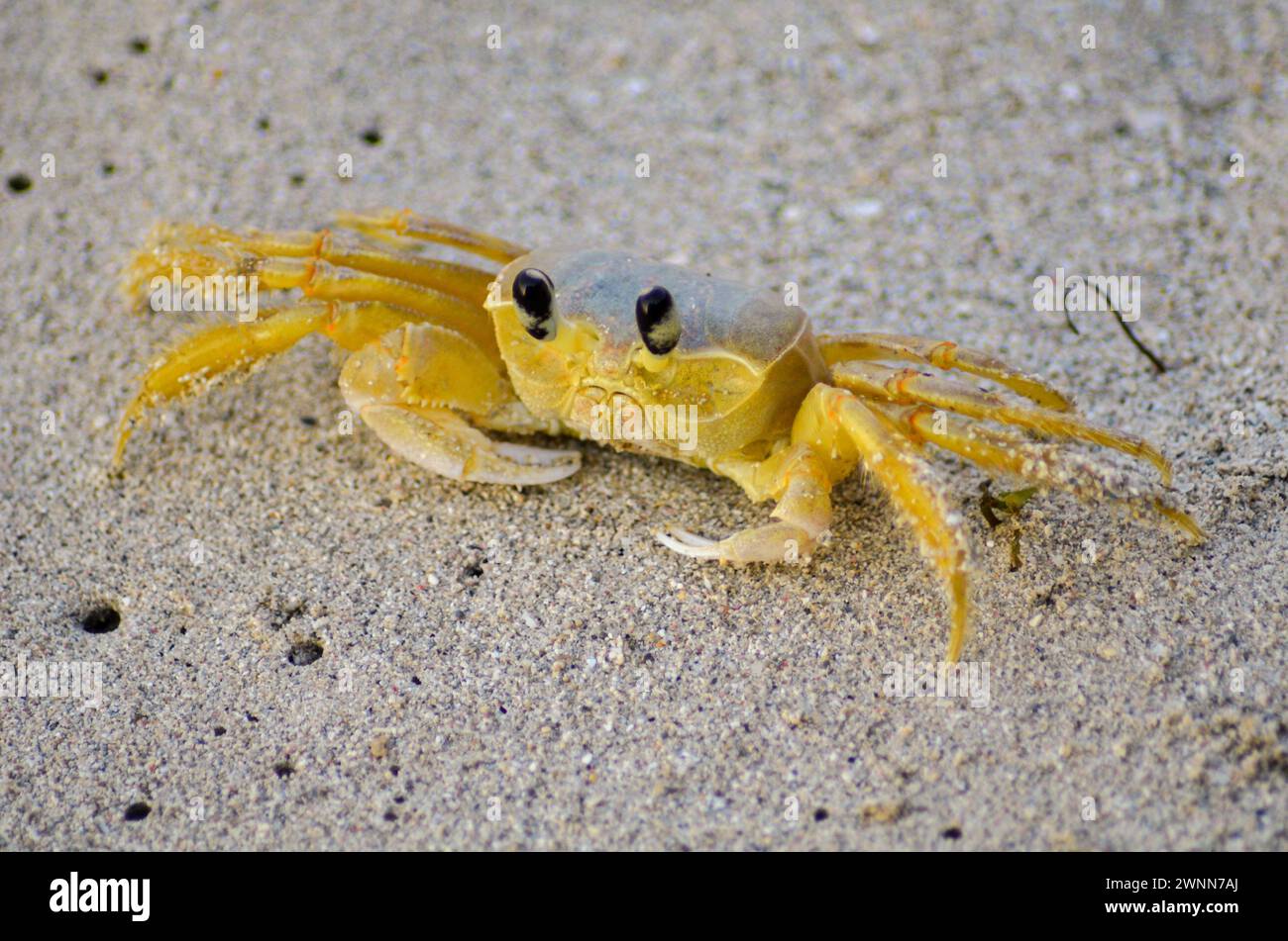 Nahaufnahme einer weiblichen Fiddler-Krabbe mit großen schwarzen Augen auf dem kühlen und feuchten Sand. Stockfoto