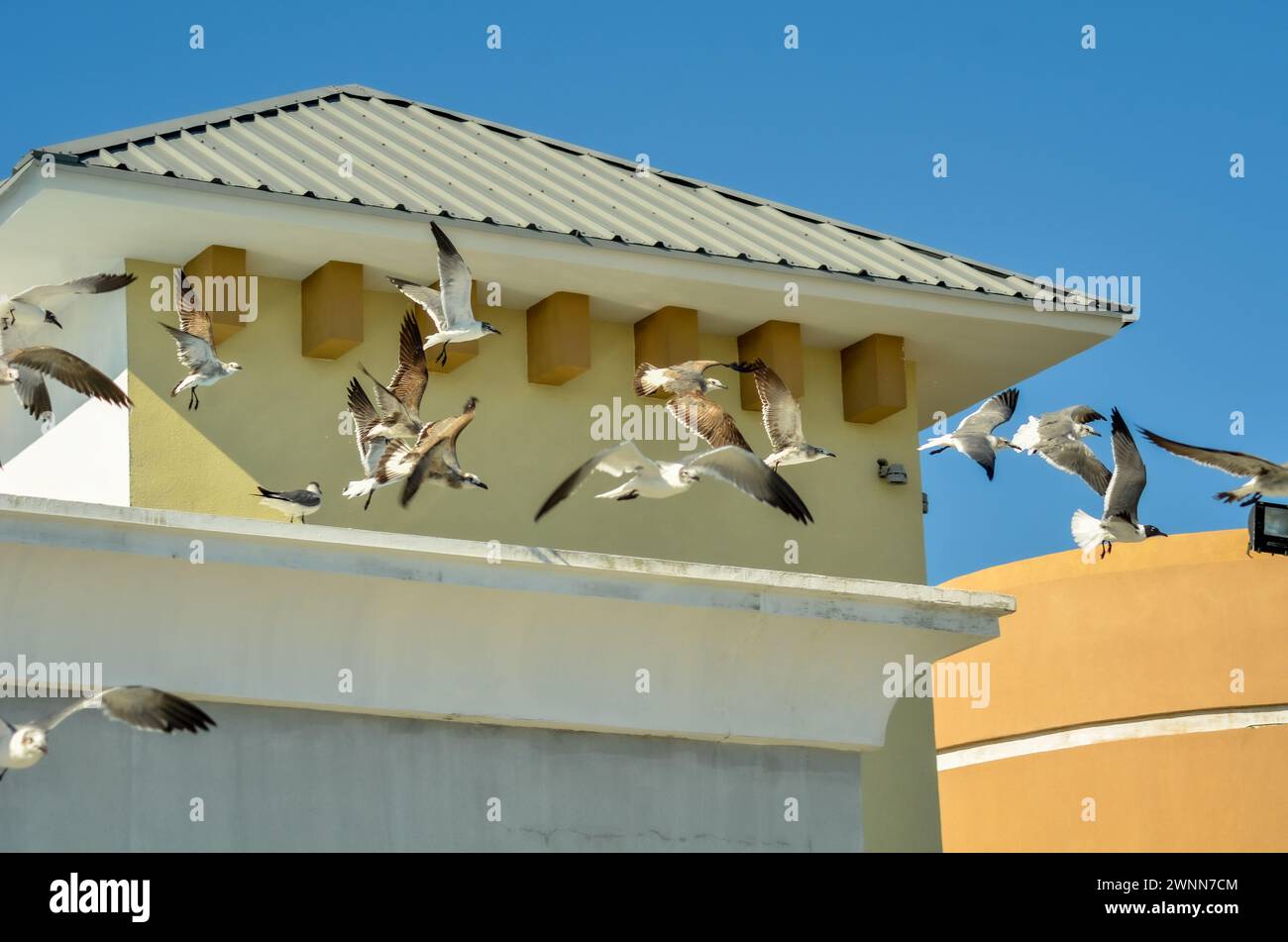 Eine Schar von Möwen, Erwachsenen und Jungtieren, die vom Gebäudevorsprung fliegen. Hellblauer Himmel. Stockfoto