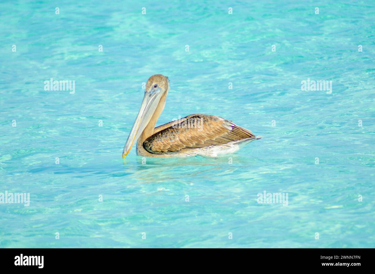 Brauner Pelikan, der an einem sonnigen Wintermorgen im hellen blauen Meer weht. Stockfoto