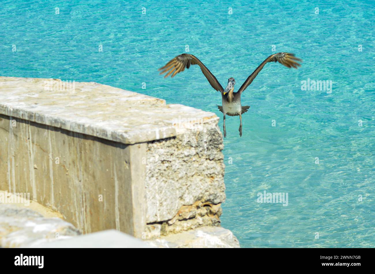 Brauner Pelikan in der Mitte des Fluges, Sonnentag, Flügel weit ausgebreitet, bereit für die Landung auf der Mauer. Stockfoto