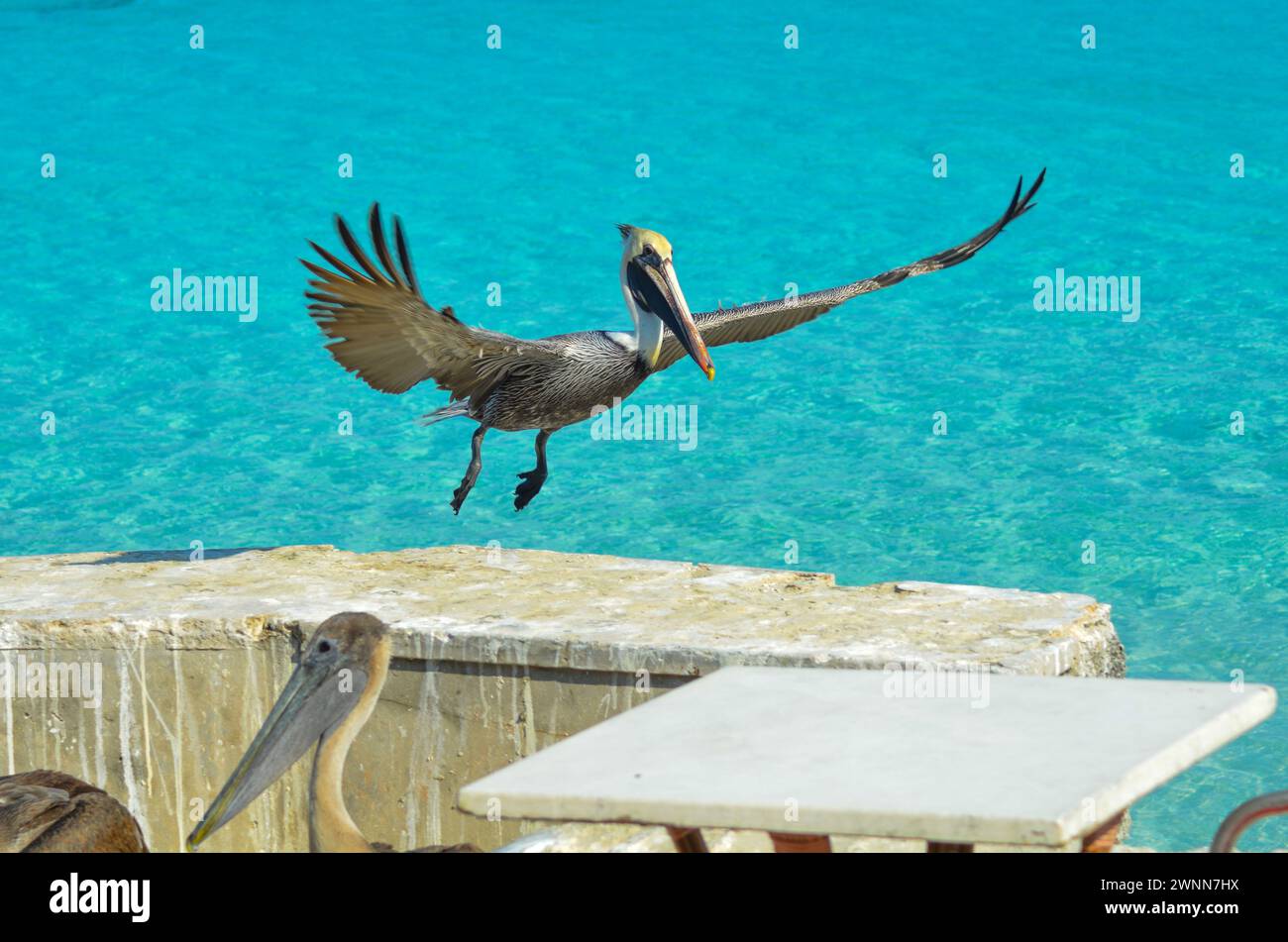 Brauner Pelikan, hellgelber Kopf, Flügel offen, bereit, auf der Zementwand zu landen Stockfoto