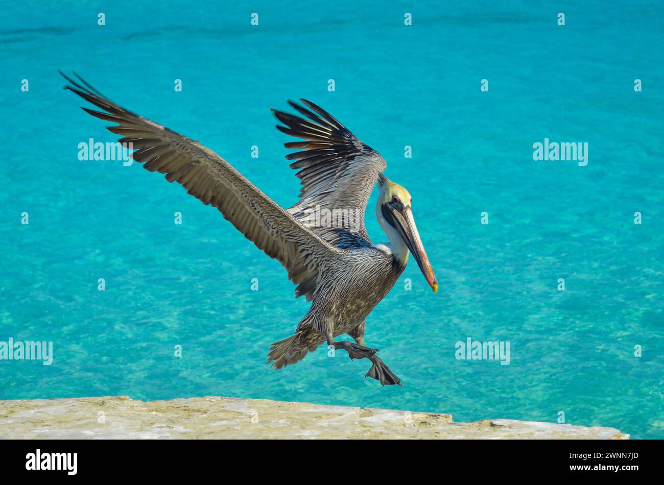 Brauner Pelikan, hellgelber Kopf, Hakenschnabel, die Flügel sind offen, um auf der Zementwand zu landen. Blaues Ozeanwasser im Hintergrund. Stockfoto Brauner Pelikan, hellgelber Kopf, Hakenschnabel, die Flügel sind offen, um auf der Zementwand zu landen. Blaues Ozeanwasser im Hintergrund. Stockfoto