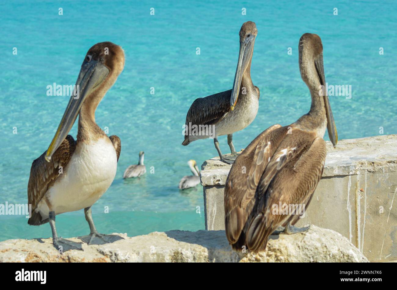 Eine Familie von 5 Brown Pelicans. Drei sitzen zusammen auf der Mauer. 2 im unscharfen Hintergrund. Kuba. Stockfoto