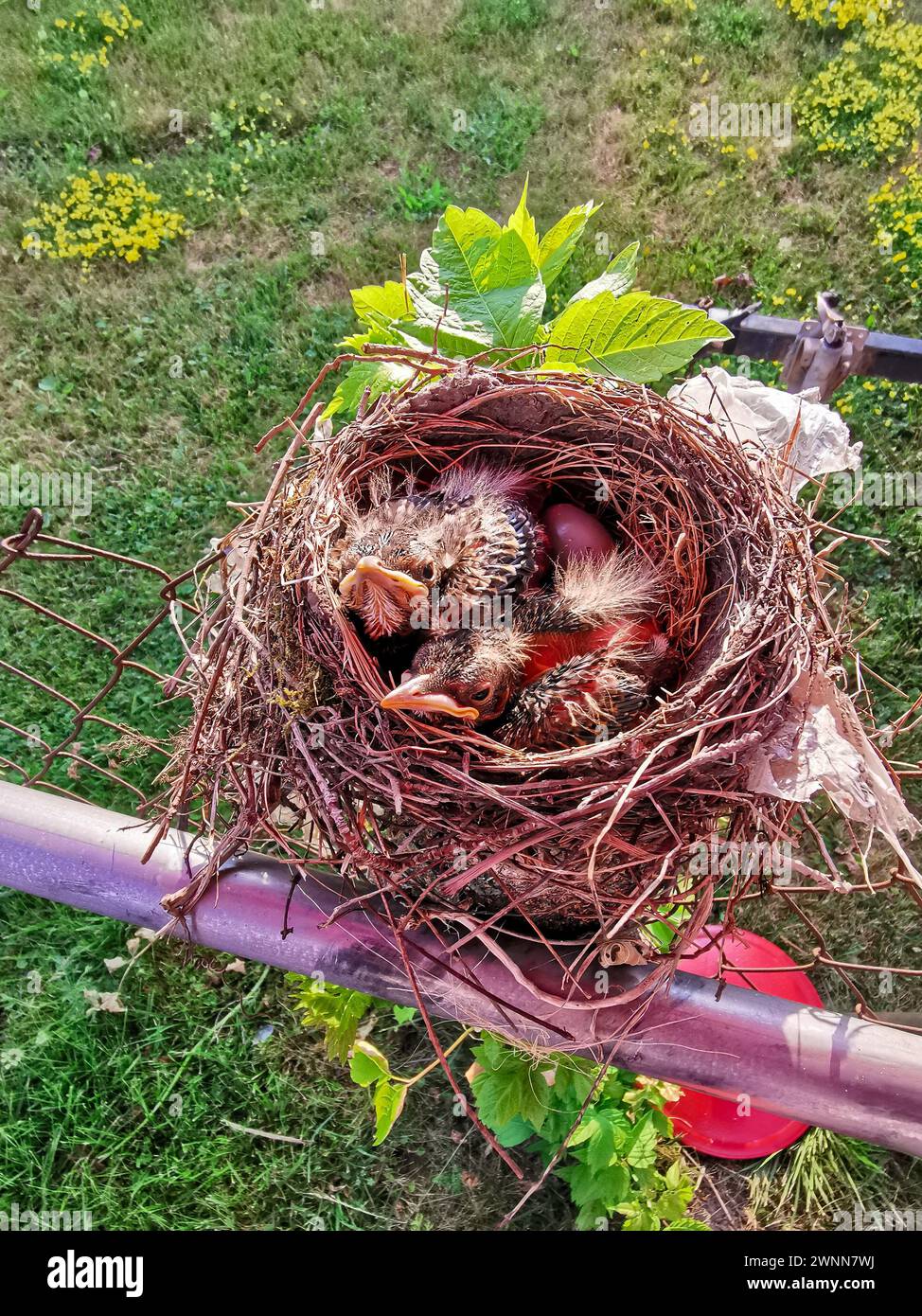 Amerikanische Rotkehlchen nisten mit 8 Tage alten Küken. Flugfedern wachsen. Augen geschlossen. Schnabel ragt über dem Nest hervor. Stockfoto