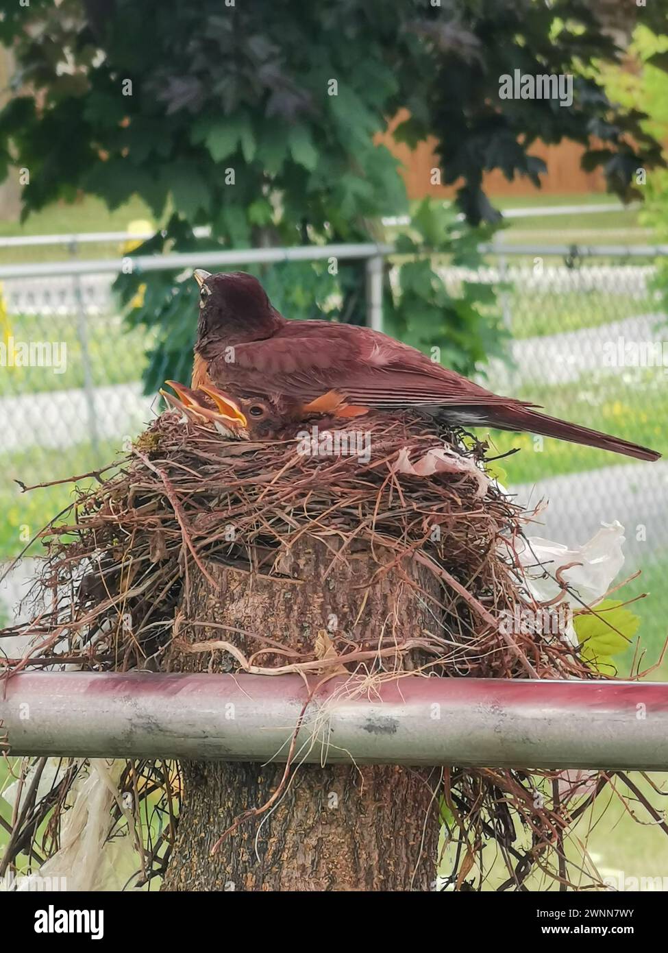 American Robin Bird – weibliche Frau, die auf ihrem 9 Tage alten Baby sitzt, in dem Nest, das auf einem abgeschnittenen Baumstumpf gebaut wurde. Stockfoto American Robin Bird – weibliche Frau, die auf ihrem 9 Tage alten Baby sitzt, in dem Nest, das auf einem abgeschnittenen Baumstumpf gebaut wurde. Stockfoto
