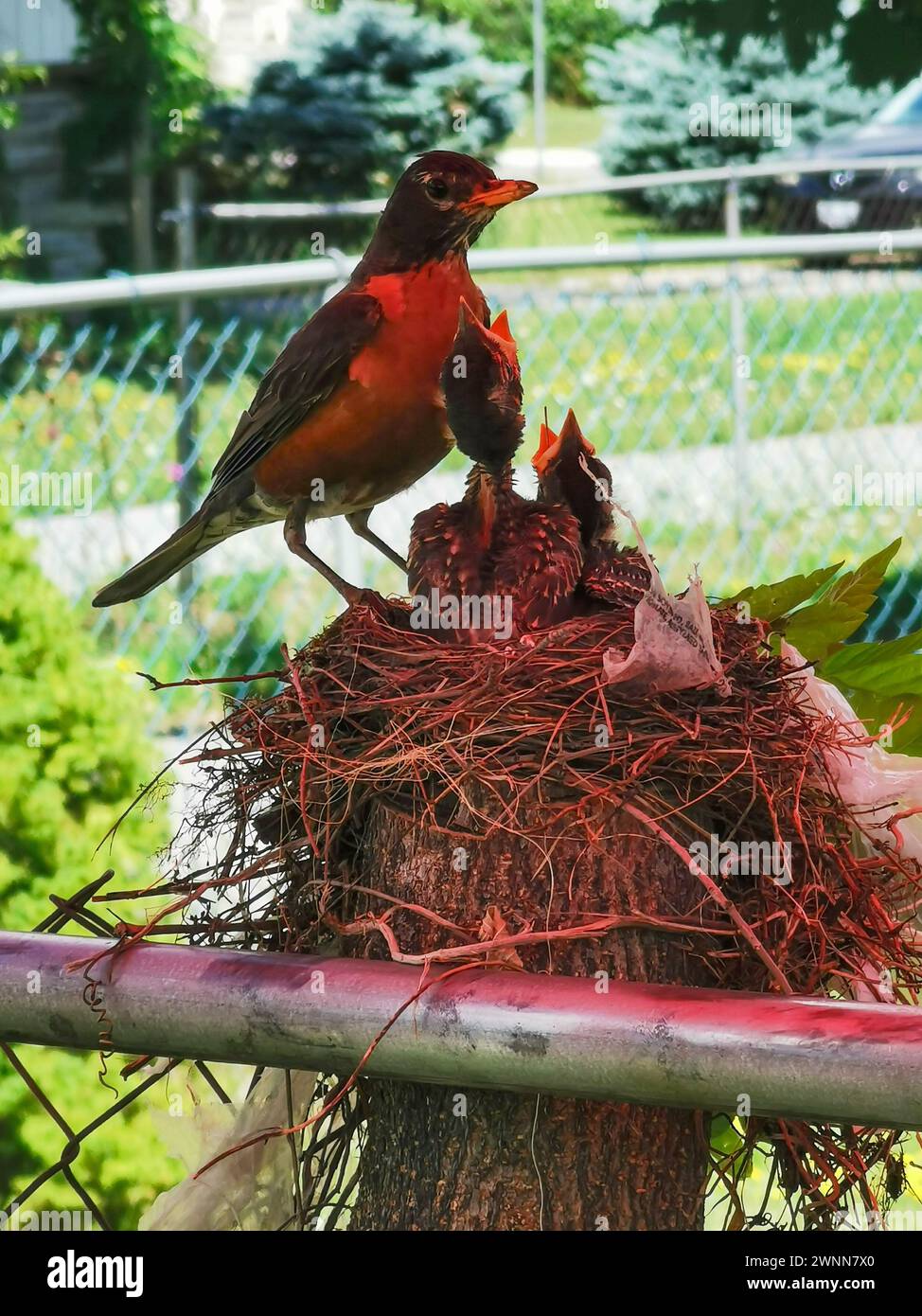 American Robin Mother Bird füttert ihre 2 9 Tage alten Babys im Nest. Nest auf einem Baumstamm entlang eines Maschendrahtzauchs. Stockfoto