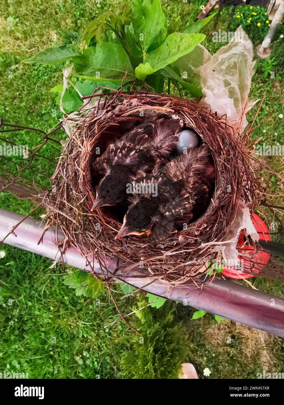 Amerikanische Rotkehlchen nisten mit 8 Tage alten Küken. Flugfedern werden stark. Augen geschlossen. Stockfoto