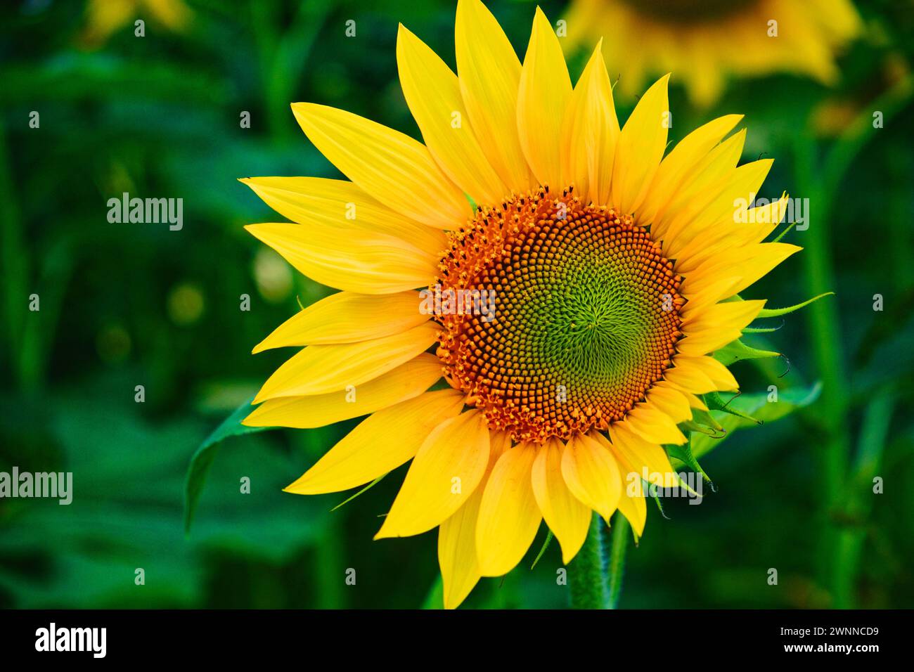 Das Bild konzentriert sich auf eine gelbe Sonnenblume mit komplizierten Details, die sichtbar sind. Stockfoto