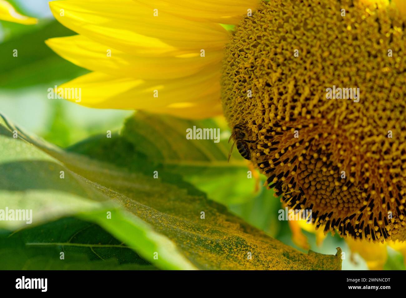 Eine Biene klammert sich am strukturierten braunen Zentrum einer Sonnenblume mit leuchtend gelben Blütenblättern im Hintergrund. Stockfoto