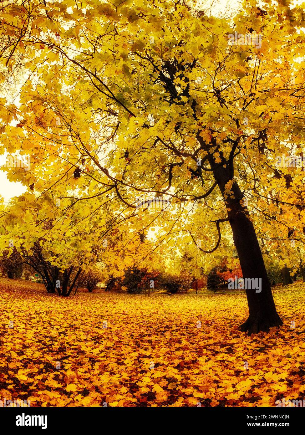 Herbstszene mit einem lebhaften gelbblättrigen Baum und einem Boden, der mit gefallenen Blättern bedeckt ist. Stockfoto