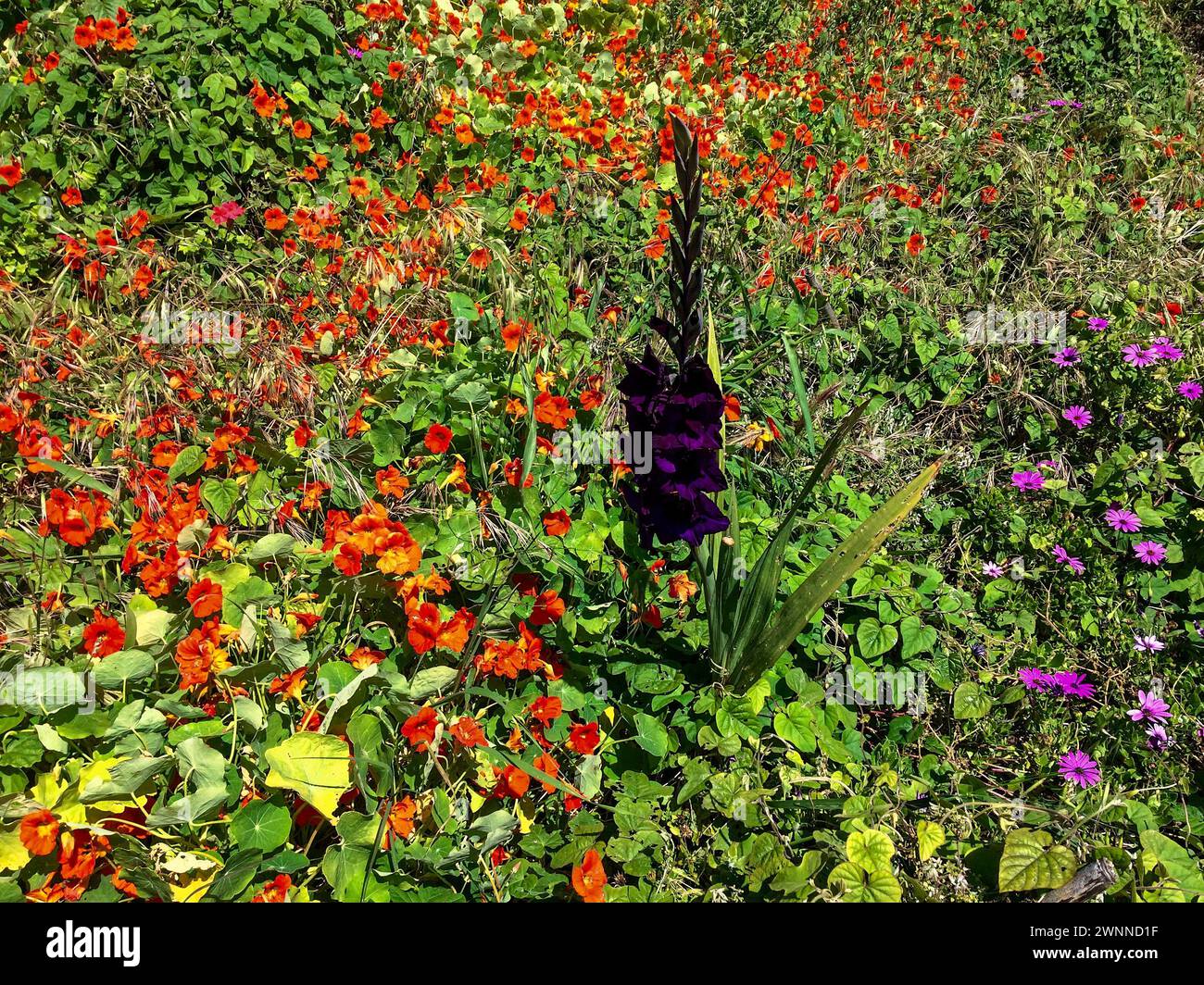 Das Bild zeigt einen üppigen Garten voller leuchtender roter, oranger und lila Blumen inmitten grüner Blätter unter hellem Sonnenlicht. Stockfoto