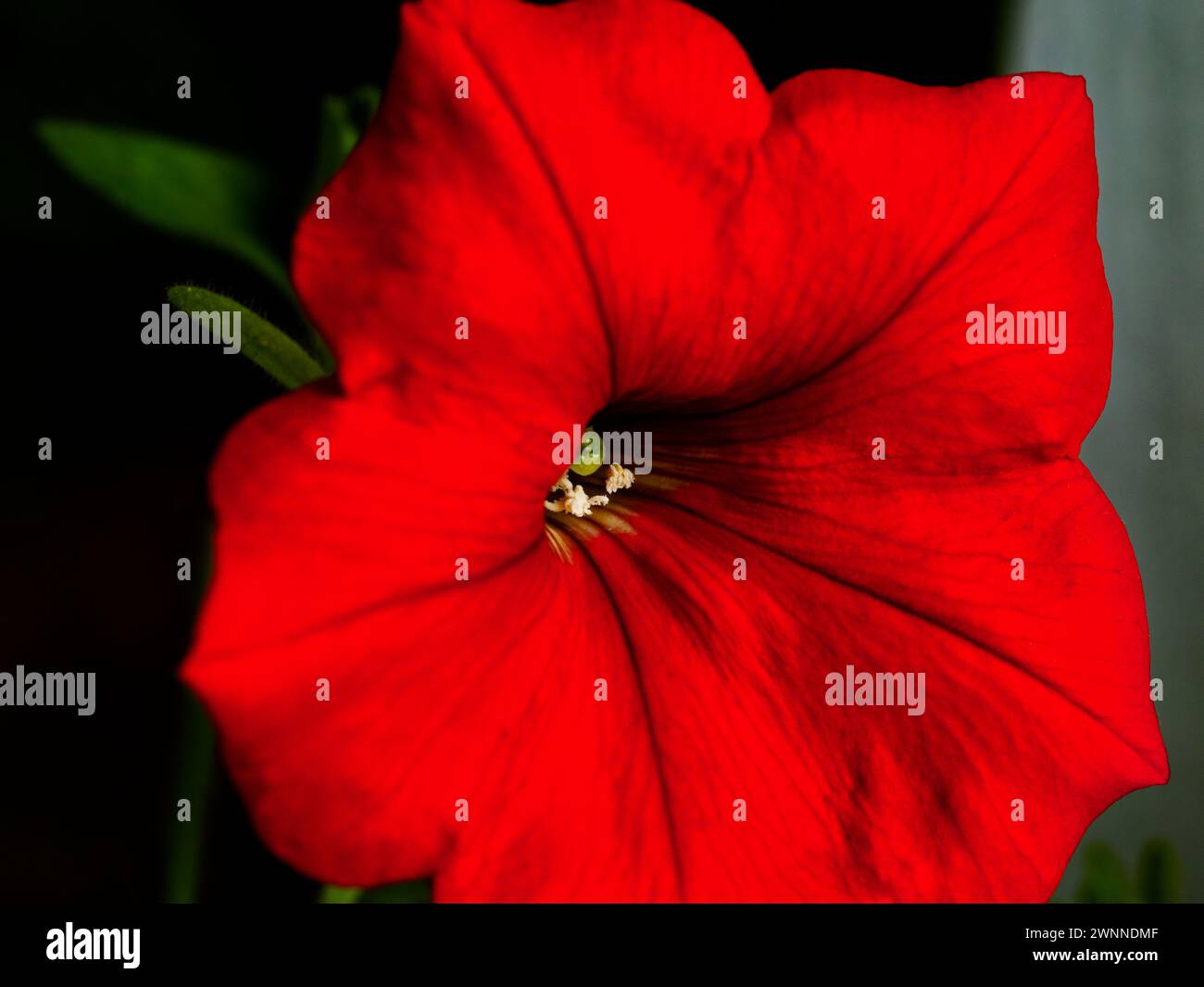 Eine leuchtend rote Blütenblüte mit detaillierten Adern und einem zentralen Stigma. Stockfoto