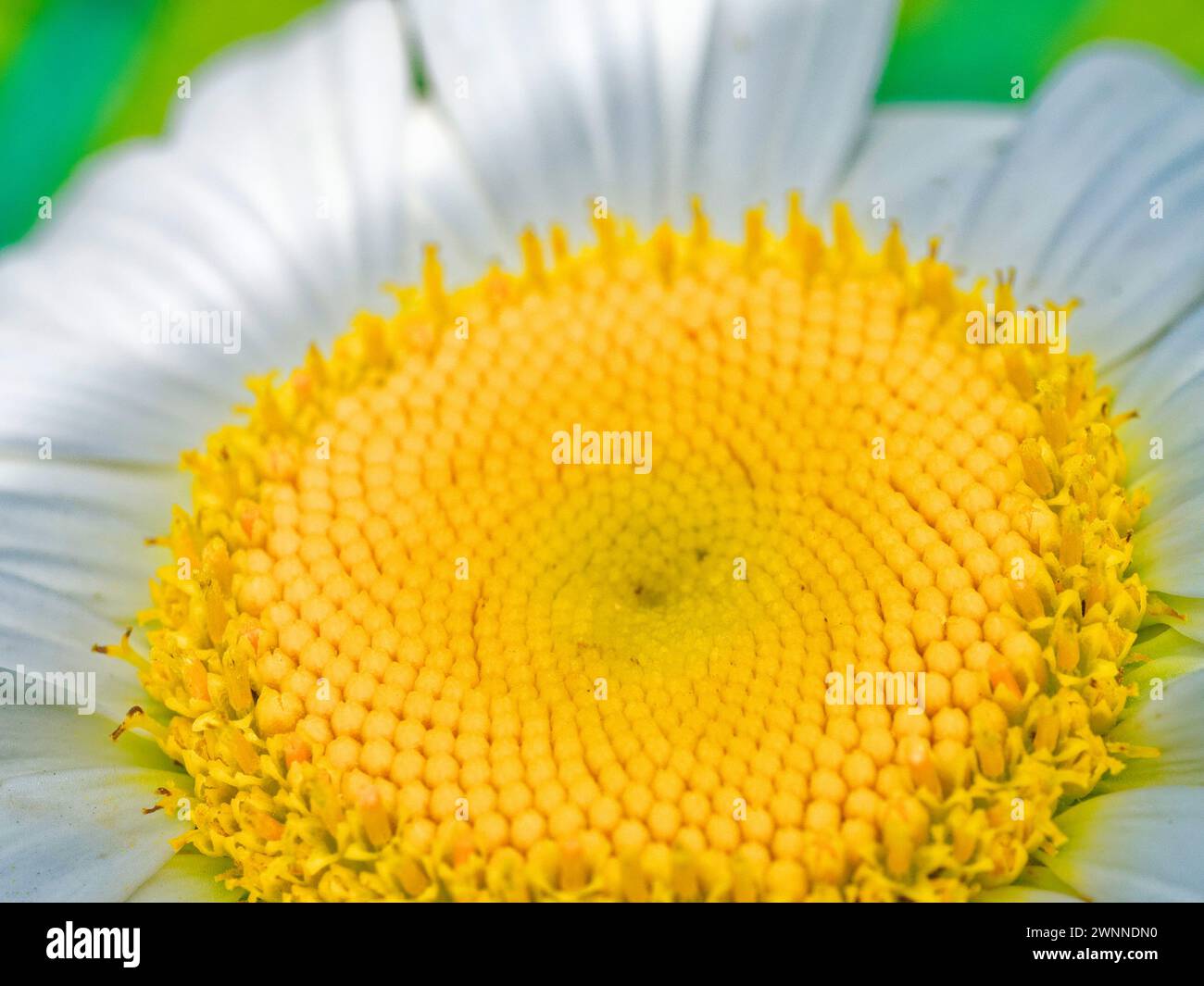 Weiße Blüten umgeben den detaillierten, strukturierten gelben Kern einer Gänseblümchenblüte vor dunklem Hintergrund. Stockfoto