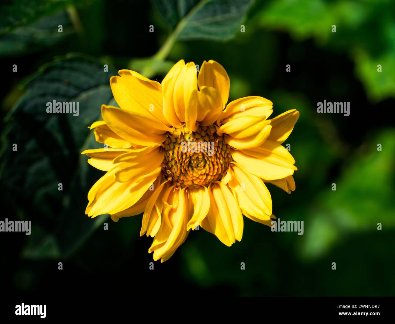 Detaillierte Flora: Unberührte Blume, komplizierte Highlights bei Sonnenlicht. Stockfoto