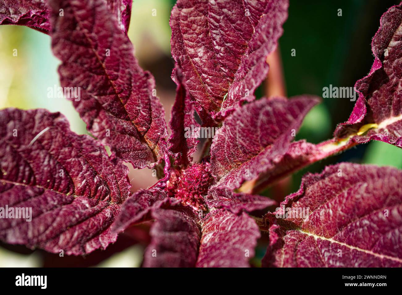 Eine Nahaufnahme roter und lila Blätter mit strukturierter Oberfläche. Stockfoto