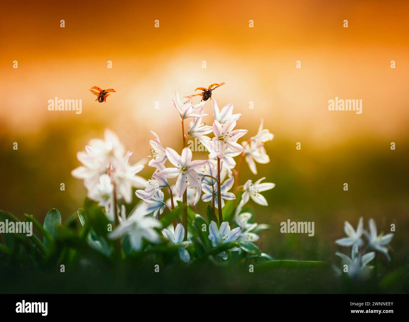 Marienkäfer fliegen über die Blüten des Schneeglöckchens und am sonnigen Frühlingsmorgen Stockfoto