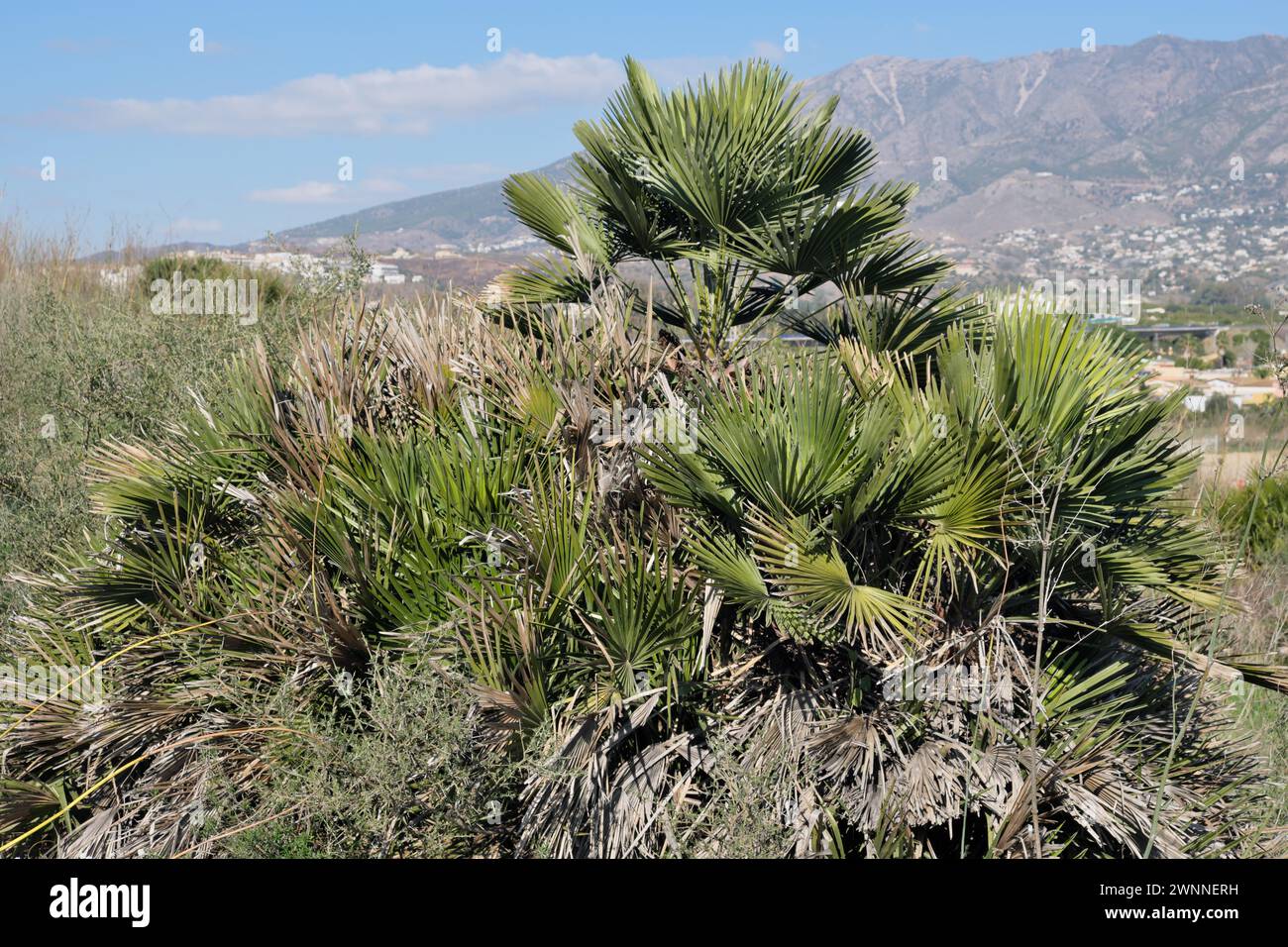 Europäische Fächerpalme, Chamaerops demütigt die Natur in Málaga, Südspanien. Stockfoto