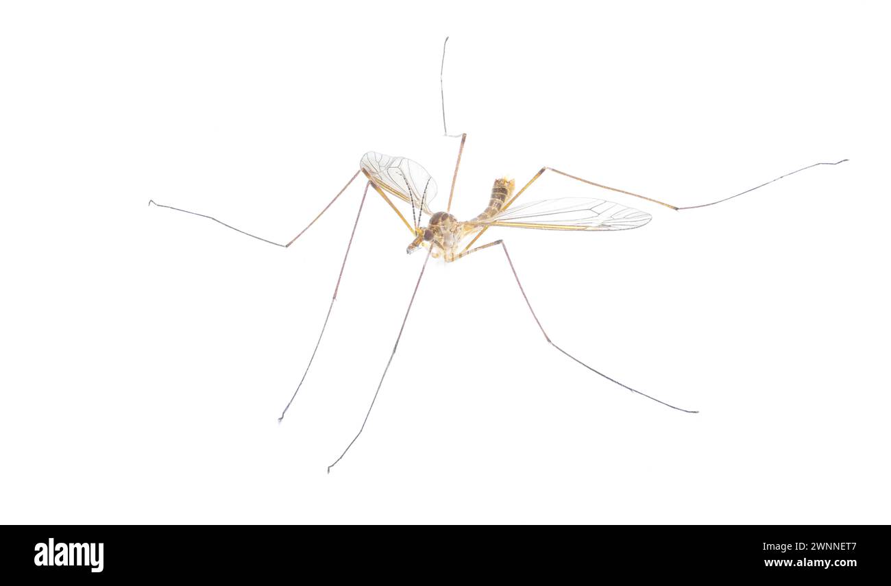 Cranefly Species Tipula sayi Daddy Longlegs in High Definition mit extremer Fokussierung und DOF-Tiefe auf weißem Hintergrund. Oft falsch Stockfoto