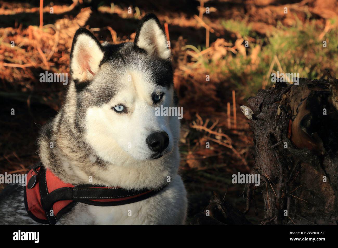 Sibirischer Husky. Hund weg von Blei im Wareham Forest. Wachsam, glücklicher Hund Stockfoto